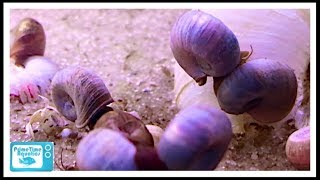 How to Get Rid of Snails in Your Fish Tank [upl. by Sirromaj918]