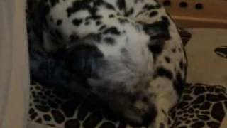 GROSS  Randall Dalmatian Corgi Terrier Dog Mutt Licking His Ass [upl. by Einahpets]