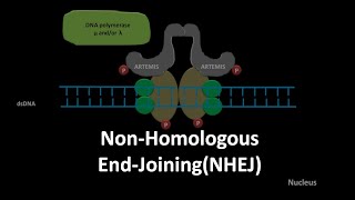 Non homologous end joining DNA repair [upl. by Clareta104]