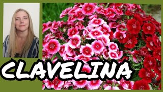 Cuidados de la clavelina Clavelina cuidados y reproducción VeronicaCampaniniPlantas [upl. by Aliet]