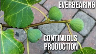 Everbearing Fig Trees How to Make Fig Trees Produce MORE Fruit  CONTINUOUS PRODUCTION [upl. by Oicnoel]