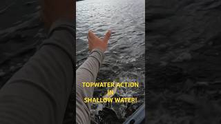 TOPWATER FISHING Charlotte Harbor flats fishing kayakfishing florida twofellasfishing foryou [upl. by Taite]