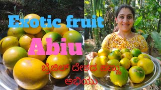 Abiu fruit tasting  Abiu fruits  Pouteria caimito  Eating Abiu  ಬ್ರೆಜಿಲ್ ದೇಶದ ಹಣ್ಣು ಅಭಿಯು [upl. by Ryley267]