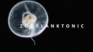 ZOOPLANKTONIC  plankton diversity [upl. by Sylvester]