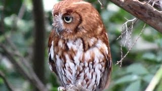 Eastern Screech Owl Guarding The Nest Box [upl. by Ermin]