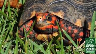 RedFooted Tortoises at the Naples Zoo [upl. by Ariaz]