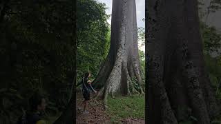 arbol ceiba norcasia barroyasfalto [upl. by Urbano]