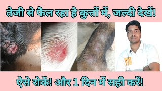 Dog skin problem homemade remedy dog ke charm rog skin problem [upl. by Gosnell]