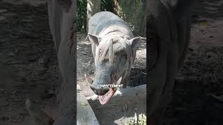 Les Cornes Des Animaux Peuvent Tuer Leur Porteur 🤘🐑 shorts [upl. by Aynatahs399]