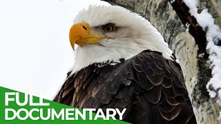 Eagles The Kings of the Sky  Free Documentary Nature [upl. by Lithea]