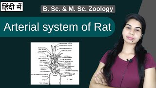 Rattus rattus House rat  Circulatory System  Arterial system  B Sc amp M Sc Zoology [upl. by Mailliwnhoj]