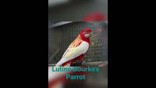 Lotino Bourke’s Parrot  beautiful Parrot [upl. by Haase82]