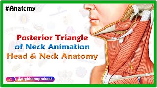 Posterior Triangle Of Neck Animation  Head and Neck anatomy  USMLE Step 1 [upl. by Nilson]