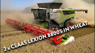 4Kᵁᴴᴰ Harvest 2024 Two of Thurlow Estates Claas Lexion 8800 TT combines harvesting wheat in Cambs [upl. by Nekcarb225]