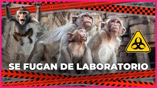 43 Monos SE FUGAN de un Laboratorio y Desatan una Búsqueda Masiva 🐵 [upl. by Leodora955]