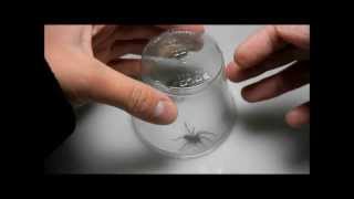 Handling a Hobo Spider Eratigena agrestis family Agelenidae [upl. by Ruelu]