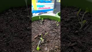 Romaine lettuce update garden gardening [upl. by Moskow]