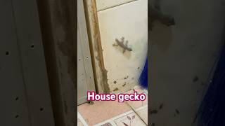 House Gecko HouseGecko animal [upl. by Dygall]