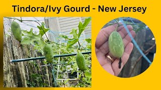 Tindora II Ivy Gourd II Growing in New jersey [upl. by Anafetse]