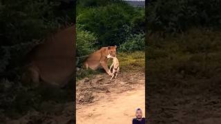 lion africonwildline animals wildlife lionsofafrica funny eastafricanlion safari [upl. by Cherey]