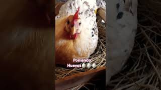 Mi gallina poniendo su primer huevito🥰😍😅🥚🥚🥚🥚Aquí todo florece 🌺 gallinas pollitos jardineando [upl. by Annwahs]