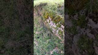 Wall TLC  recovering and repairing old stone wall diy pyrenees stonewall [upl. by Natasha]