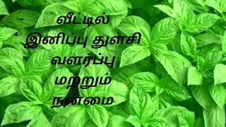 இனிப்பு துளசி வளர்ப்பு மற்றும் நன்மைSTEVIA PLANT USES AND GROW [upl. by Karney]