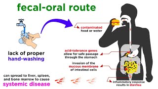 Typhoid Fever Salmonella typhi [upl. by Burkhard]