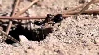 Kollasmosoma sentum ovipositing in ants Cataglyphis ibericus [upl. by Vashti]