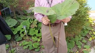 Asteraceae  Petasites japoniCUS var gigantEUS [upl. by Breger]