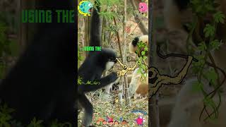 Jungle Acrobats Gibbons HighSpeed Tree Swinging 🌳🐒 [upl. by Cost106]