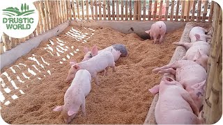 How to Make Nosmell Pig Pen Backyard Piggery Baboyang Walang Amoy [upl. by Ethelda]