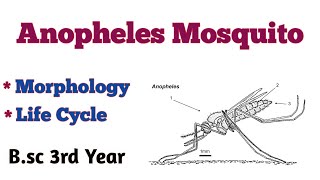 Anopheles Mosquito Bsc 3rd Year Life Cycle of Anopheles Mosquito Bsc 3rd Year UmeshBiology [upl. by Damalus360]