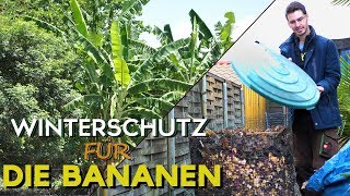 Bananen Winterschutz  🍌 Musa basjoo im Winter schützen 🍌 [upl. by Zetra]