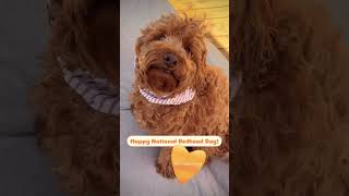 •Redhead Day• happy national redhead day goldendoodle dog video short shorts reels funny [upl. by Sylram345]