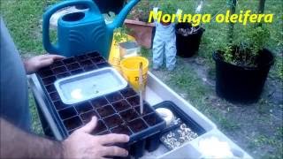 How to plant Moringa seeds PKM1 [upl. by Hilary]