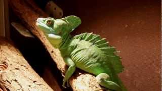 Basiliscus plumifrons eye contact [upl. by Elram]