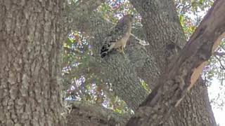 15 Mph Winds Along Sidewalk Flanked by Live Oak Trees amp See Tail Feathers on Red Shouldered Hawk [upl. by Voe144]