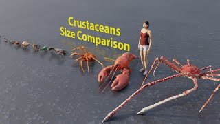 Crustaceans size comparison  Rodents size comparison  3D Animation animation animals [upl. by Paapanen]