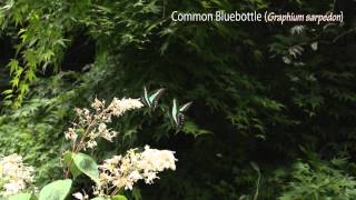 Common Bluebottle Graphium sarpedon  Courtship Flight ：アオスジアゲハの求愛飛翔 [upl. by Voorhis227]