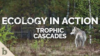 Trophic Cascades  Ecology In Action [upl. by Nicolau133]