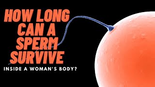 How Long Can Sperms Survive Inside A Womans Body Find out [upl. by Christean]