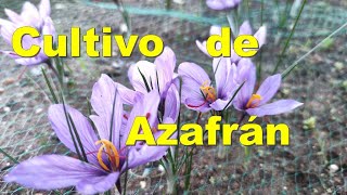 Cultivo de Azafrán [upl. by Linden63]