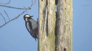 Het roffellen van de Grote Bonte Specht Dendrocopos major [upl. by Esilahs]