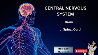 CENTRAL NERVOUS SYSTEM  BRAIN amp SPINAL CORD  PARTS OF BRAIN [upl. by Tarrance]