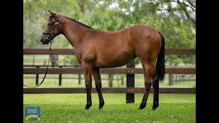 Magic Millions 2024 January  Lot 123  Deep Field x Sacredvista filly [upl. by Nirol239]