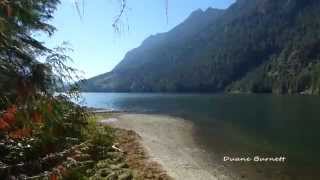 Salmon Spawning Narrows Inlet Sechelt Sunshine Coast BC [upl. by Marleen]