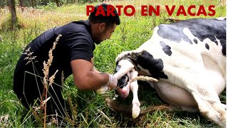 Atención de Parto de una Vaca [upl. by Ryun461]