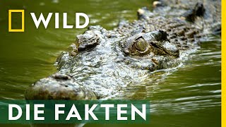 Die spannendsten KrokodilFakten  Croctober [upl. by Oilut]