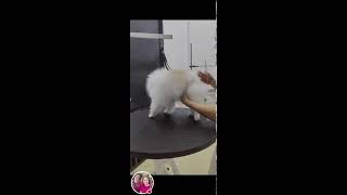 MAYOR AT MAYORA MIX VLOG is live ASMR GROOMING TIME [upl. by Stubbs]